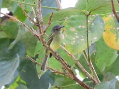 Tolmomyias sulphurescens