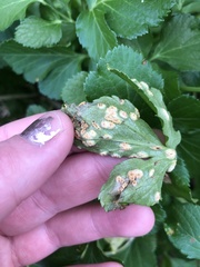 Puccinia smyrnii
