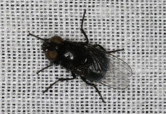 Australophyra rostrata