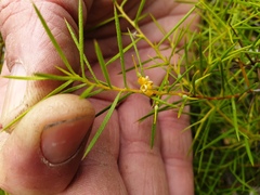 Persoonia juniperina