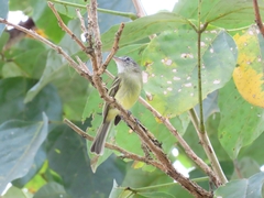 Tolmomyias sulphurescens