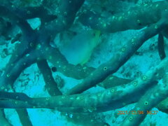 Hypoplectrus unicolor