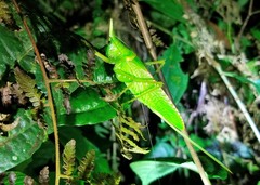 Copiphora rhinoceros