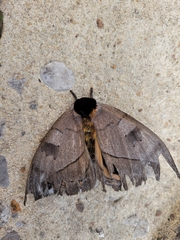 Automeris argentifera