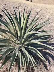 Agave palmeri