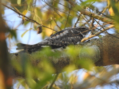 Hydropsalis cayennensis