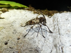 Aegomorphus inquinatus