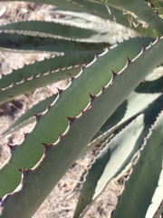 Agave palmeri