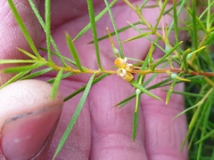 Persoonia juniperina