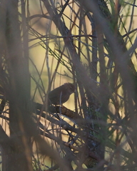 Phylloscopus trochilus