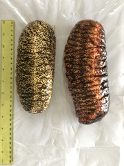 Holothuria mexicana