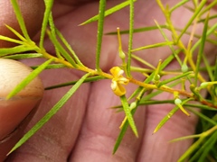 Persoonia juniperina