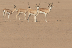Gazella marica