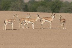 Gazella marica