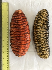 Holothuria mexicana