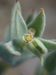 Euphorbia acuta