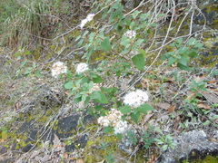 Ageratina