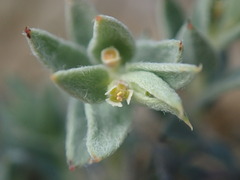 Euphorbia acuta