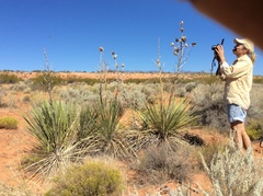 Yucca utahensis