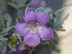 Leucophyllum