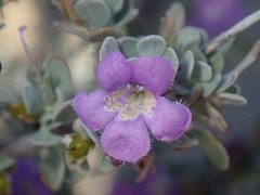 Leucophyllum