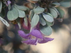 Leucophyllum