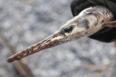 Lepisosteus oculatus