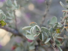 Leucophyllum