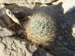 Echinomastus warnockii