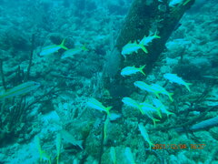 Mulloidichthys martinicus