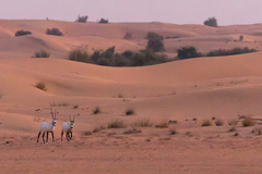 Oryx leucoryx