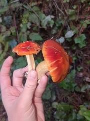 Hygrocybe laetissima