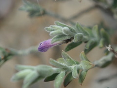 Hebecarpa macradenia