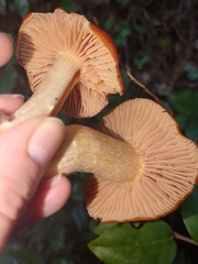 Hygrocybe laetissima