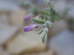 Hebecarpa macradenia