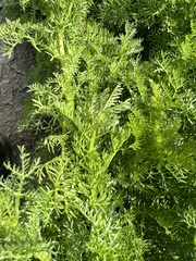 Oncosiphon pilulifer