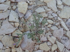 Hebecarpa macradenia