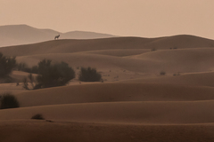Oryx leucoryx