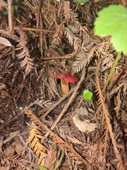 Hygrocybe laetissima