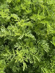 Oncosiphon pilulifer