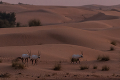 Oryx leucoryx