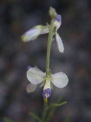 Hebecarpa barbeyana