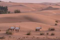 Oryx leucoryx