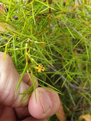 Persoonia juniperina