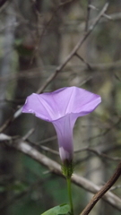 Ipomoea crinicalyx