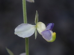 Hebecarpa barbeyana