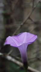 Ipomoea crinicalyx