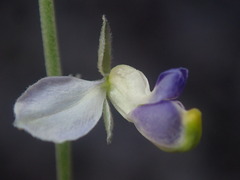 Hebecarpa barbeyana