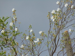 Ipomoea pauciflora