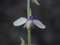 Hebecarpa barbeyana
